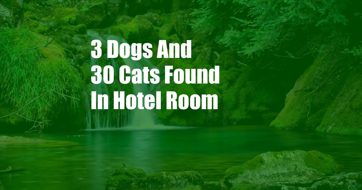 3 Dogs And 30 Cats Found In Hotel Room