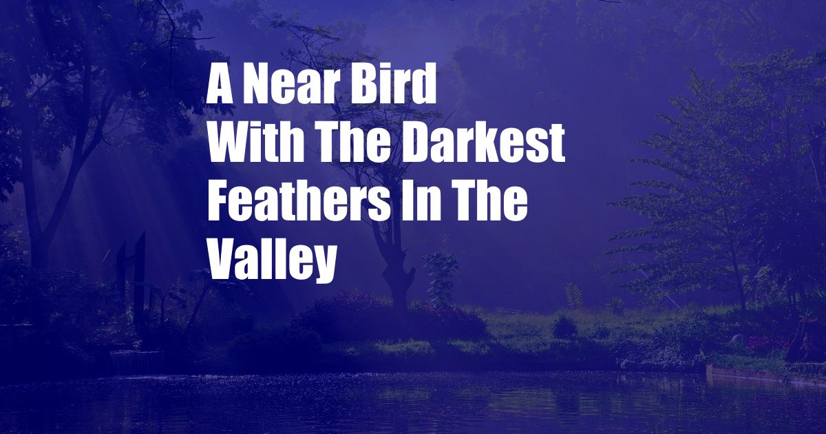 A Near Bird With The Darkest Feathers In The Valley