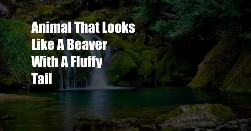 Animal That Looks Like A Beaver With A Fluffy Tail