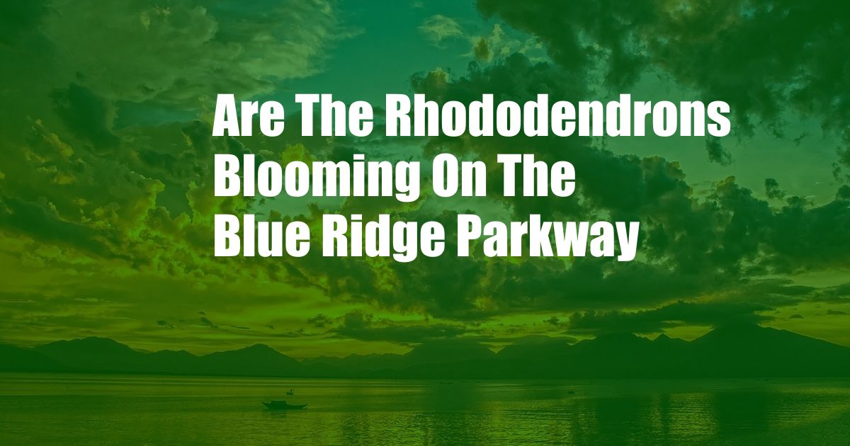 Are The Rhododendrons Blooming On The Blue Ridge Parkway