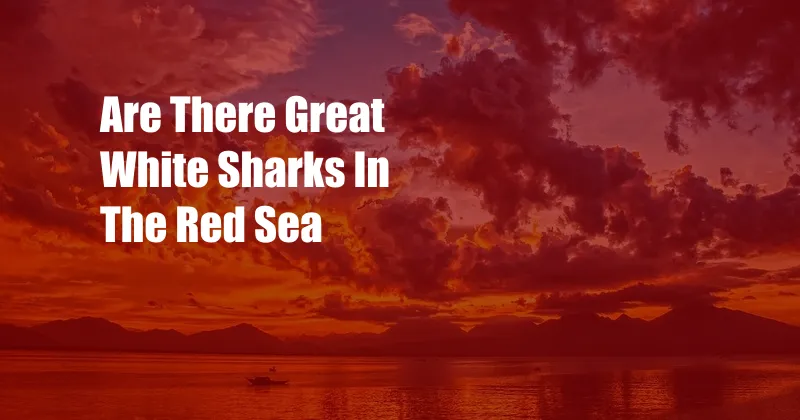 Are There Great White Sharks In The Red Sea