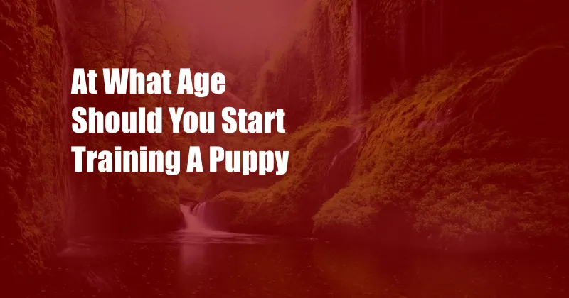 At What Age Should You Start Training A Puppy