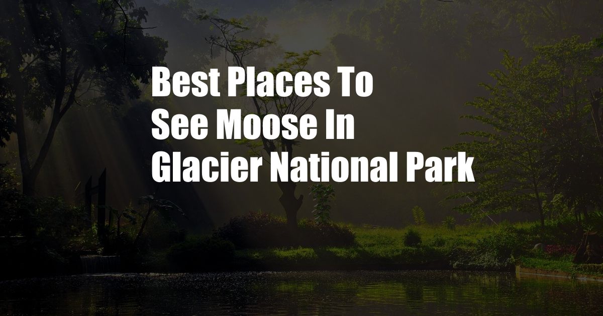 Best Places To See Moose In Glacier National Park