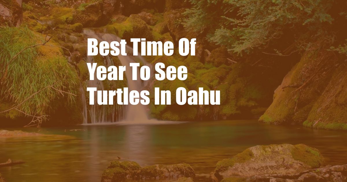 Best Time Of Year To See Turtles In Oahu