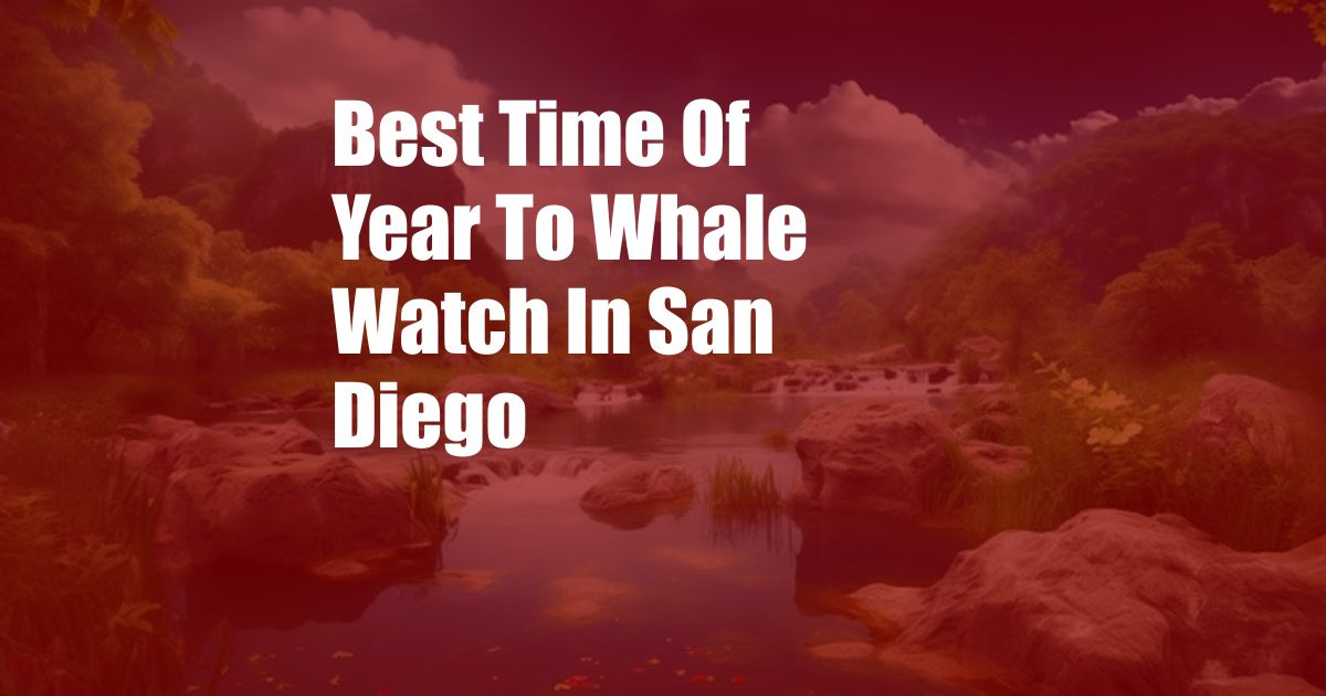 Best Time Of Year To Whale Watch In San Diego