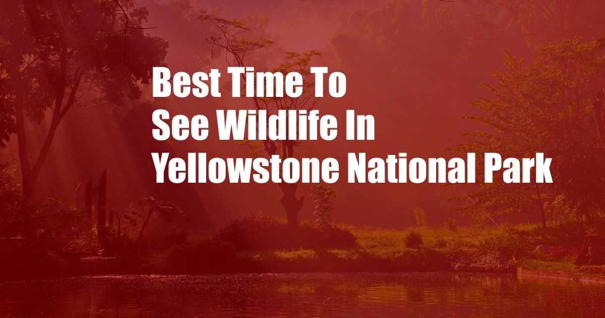 Best Time To See Wildlife In Yellowstone National Park