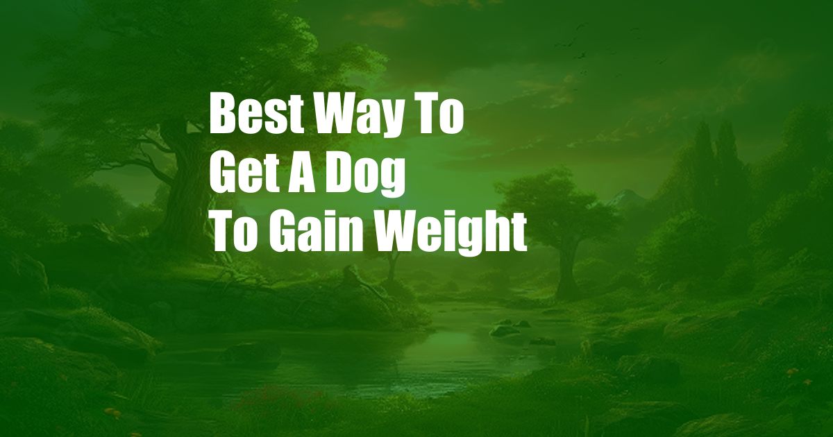 Best Way To Get A Dog To Gain Weight