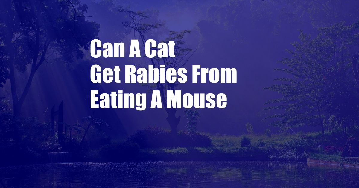 Can A Cat Get Rabies From Eating A Mouse