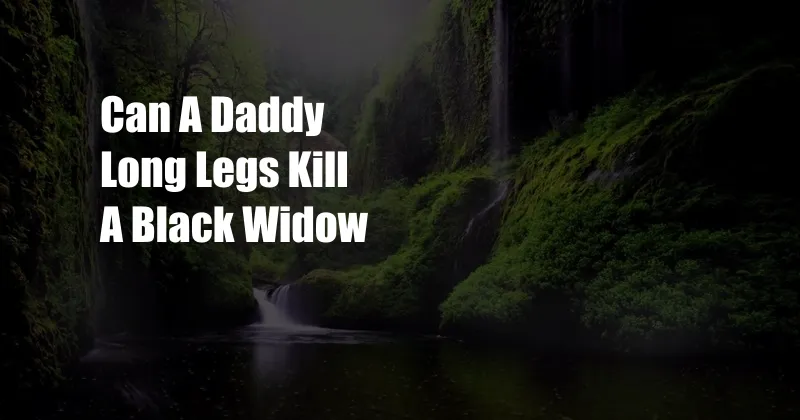 Can A Daddy Long Legs Kill A Black Widow