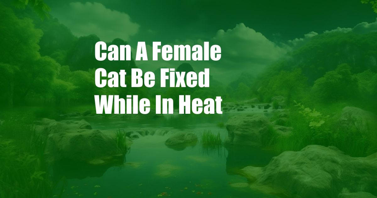 Can A Female Cat Be Fixed While In Heat