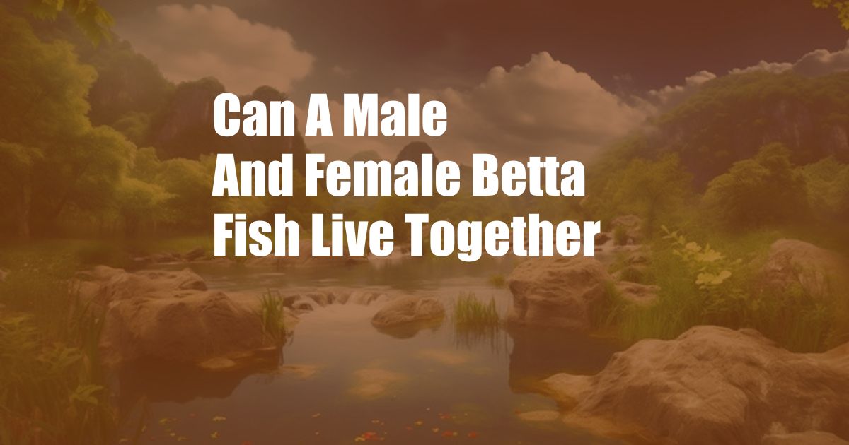 Can A Male And Female Betta Fish Live Together