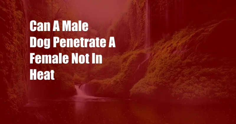 Can A Male Dog Penetrate A Female Not In Heat