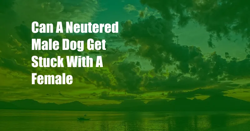 Can A Neutered Male Dog Get Stuck With A Female