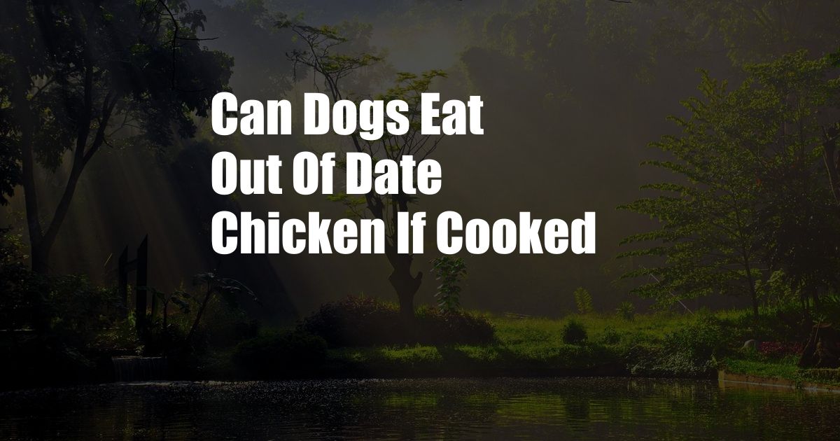 Can Dogs Eat Out Of Date Chicken If Cooked