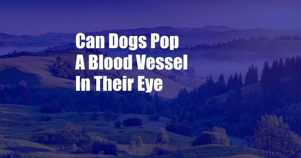 Can Dogs Pop A Blood Vessel In Their Eye