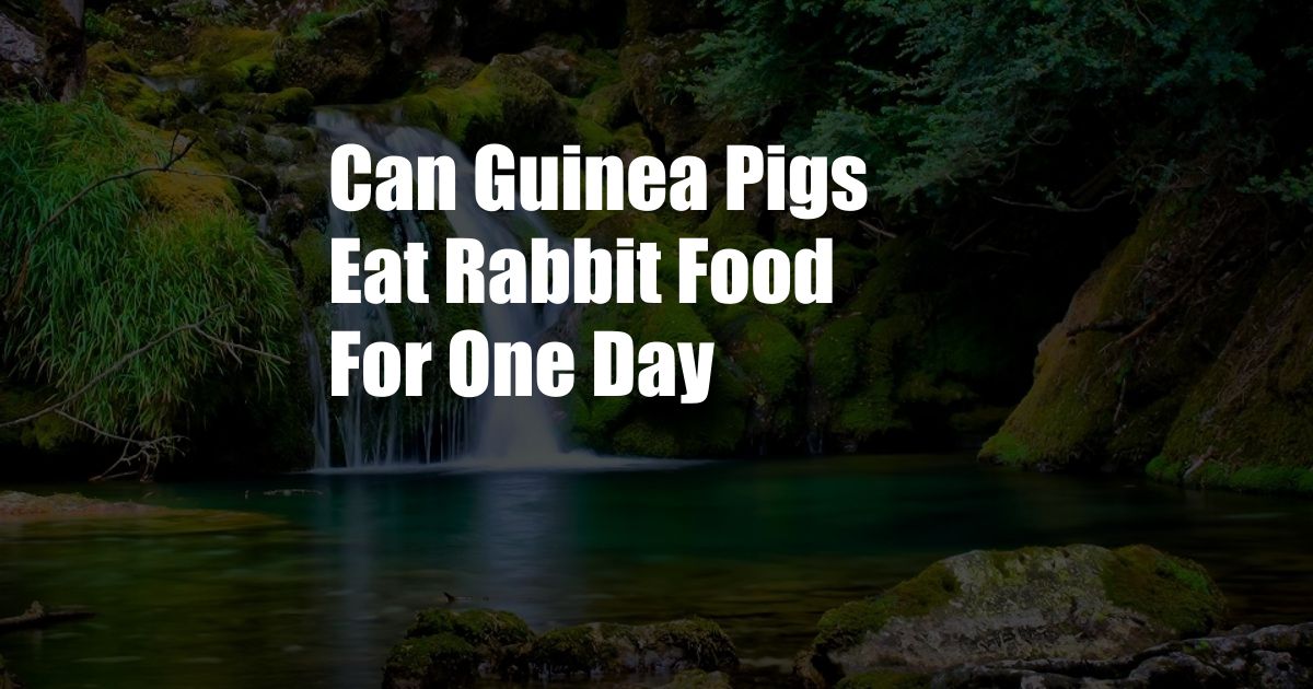 Can Guinea Pigs Eat Rabbit Food For One Day