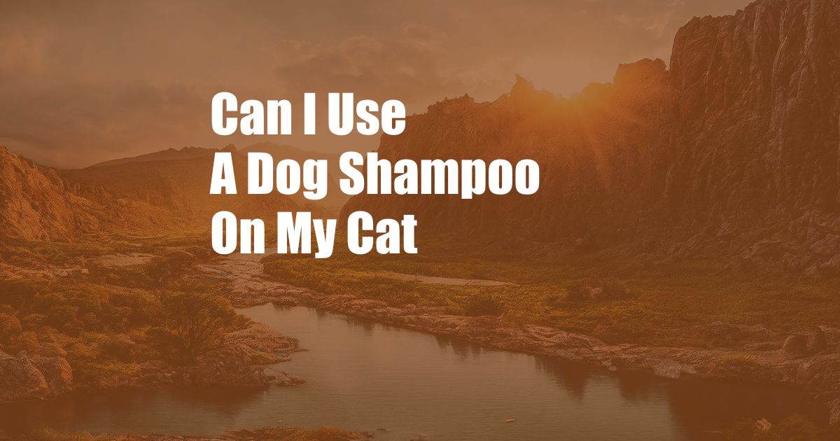Can I Use A Dog Shampoo On My Cat