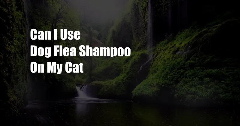 Can I Use Dog Flea Shampoo On My Cat
