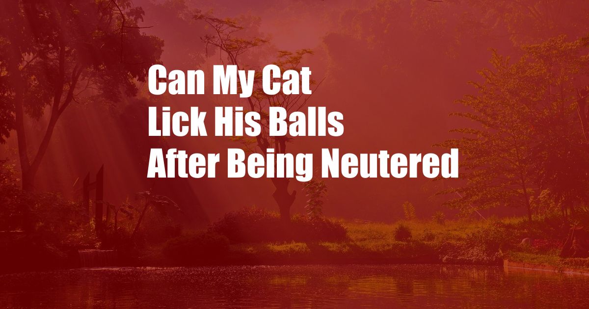 Can My Cat Lick His Balls After Being Neutered