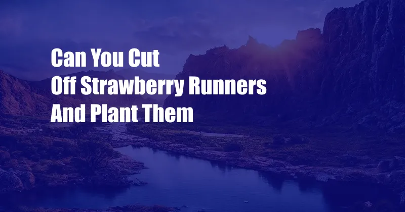 Can You Cut Off Strawberry Runners And Plant Them