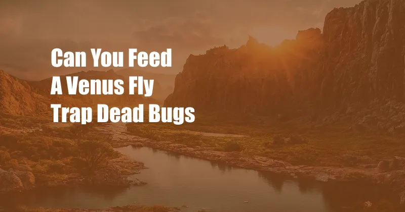 Can You Feed A Venus Fly Trap Dead Bugs