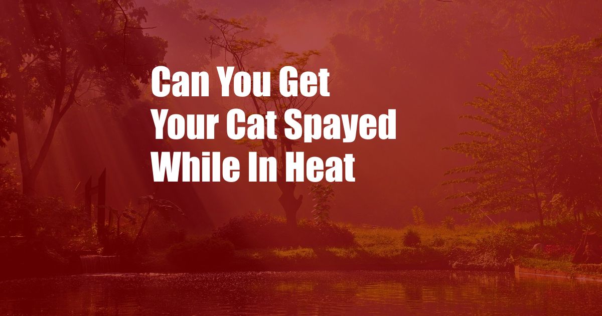 Can You Get Your Cat Spayed While In Heat