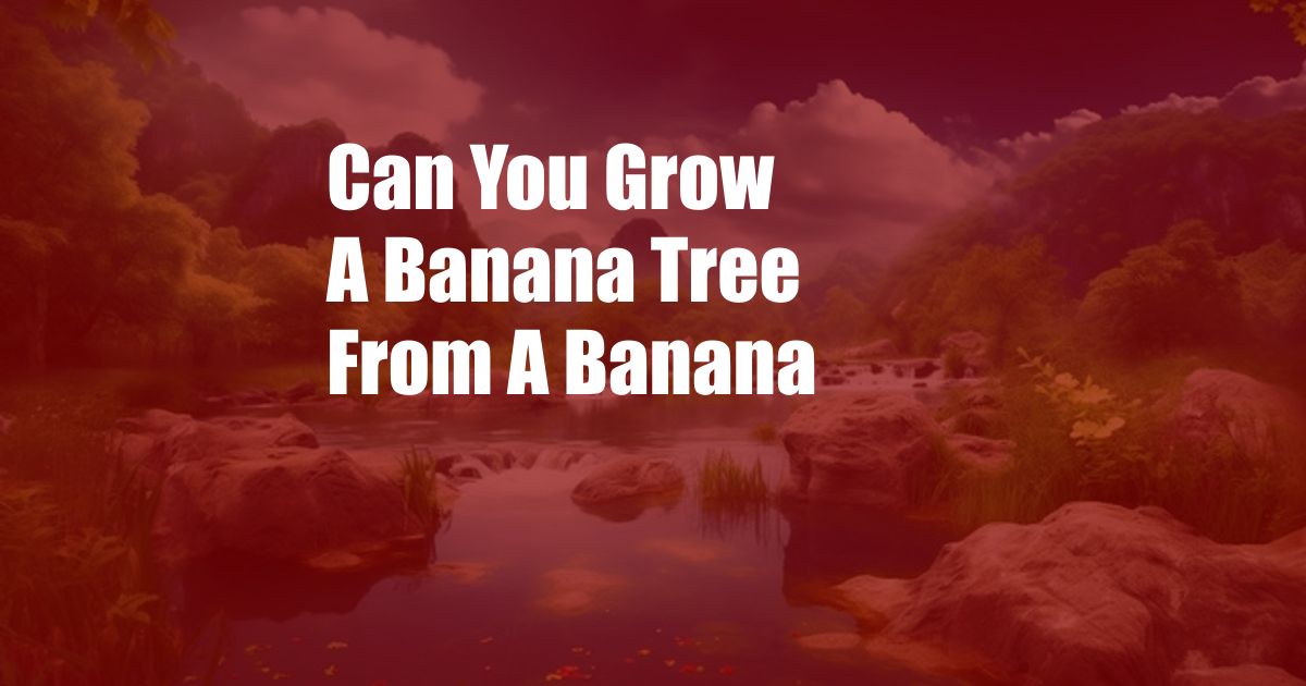Can You Grow A Banana Tree From A Banana