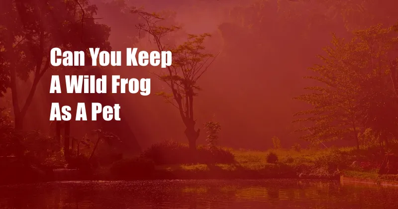 Can You Keep A Wild Frog As A Pet