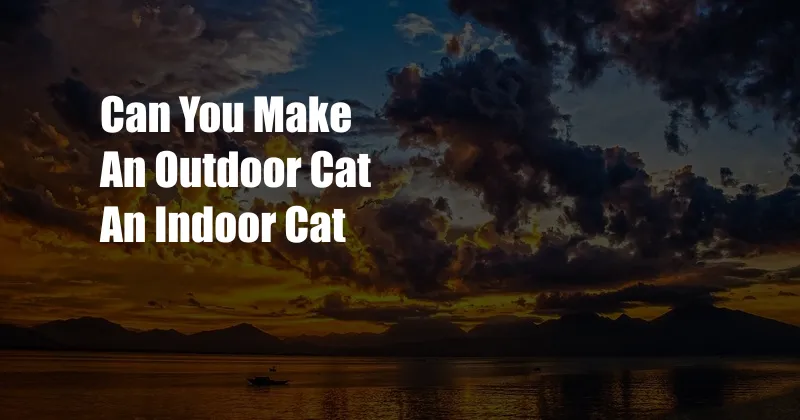 Can You Make An Outdoor Cat An Indoor Cat