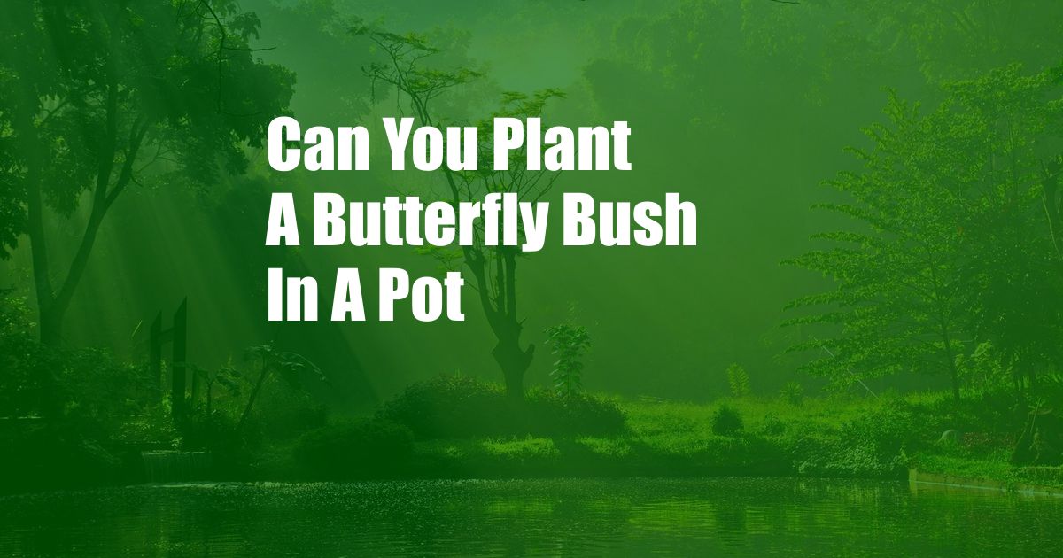 Can You Plant A Butterfly Bush In A Pot