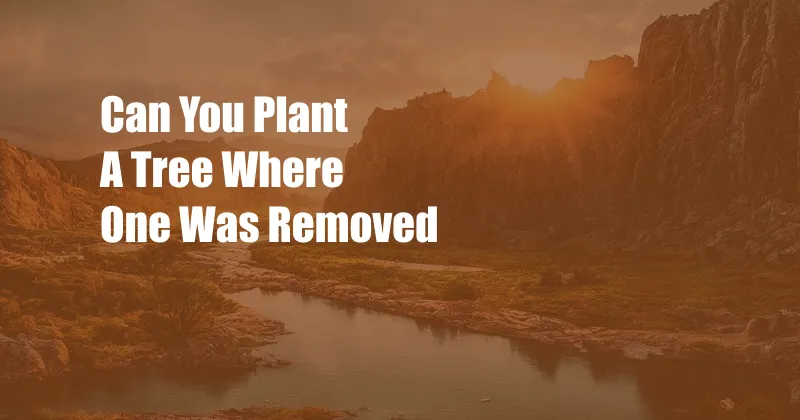 Can You Plant A Tree Where One Was Removed