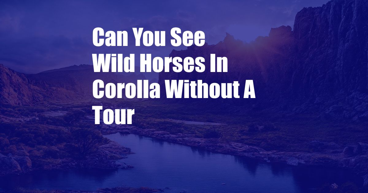 Can You See Wild Horses In Corolla Without A Tour