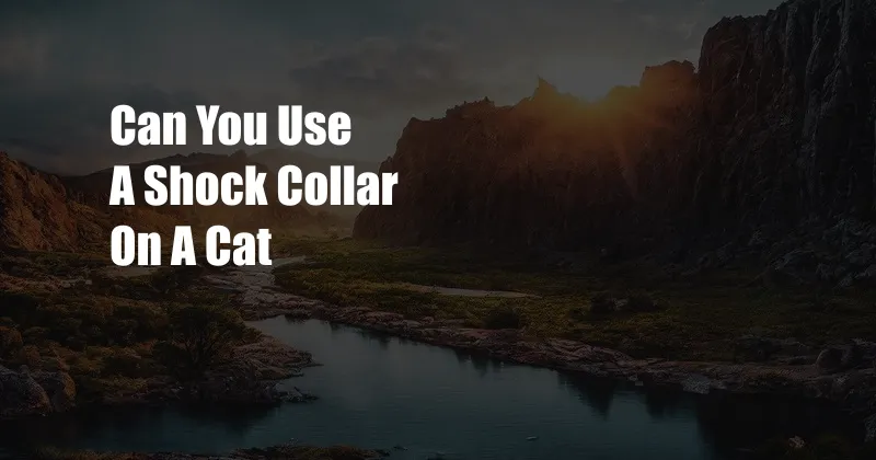 Can You Use A Shock Collar On A Cat
