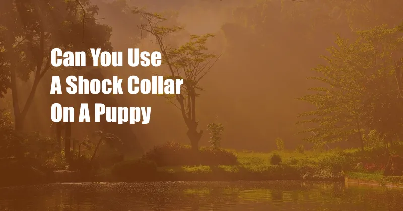 Can You Use A Shock Collar On A Puppy
