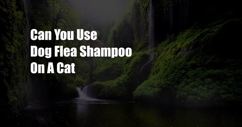 Can You Use Dog Flea Shampoo On A Cat