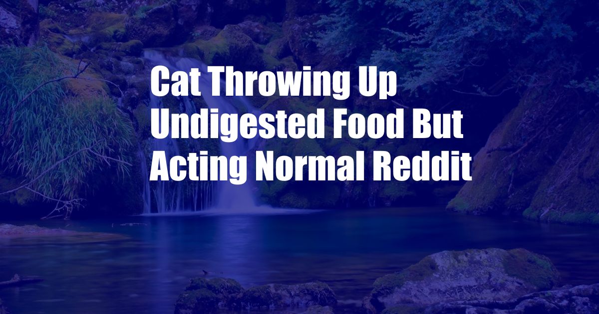 Cat Throwing Up Undigested Food But Acting Normal Reddit