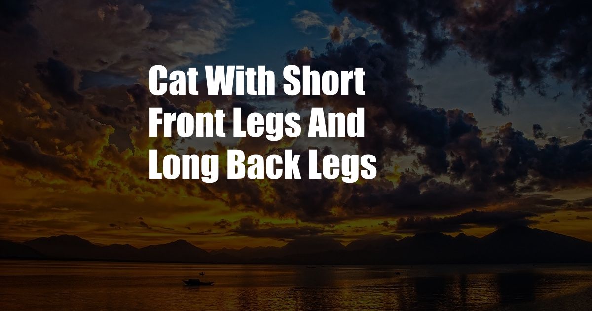 Cat With Short Front Legs And Long Back Legs
