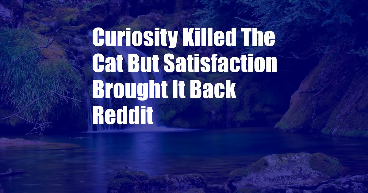 Curiosity Killed The Cat But Satisfaction Brought It Back Reddit