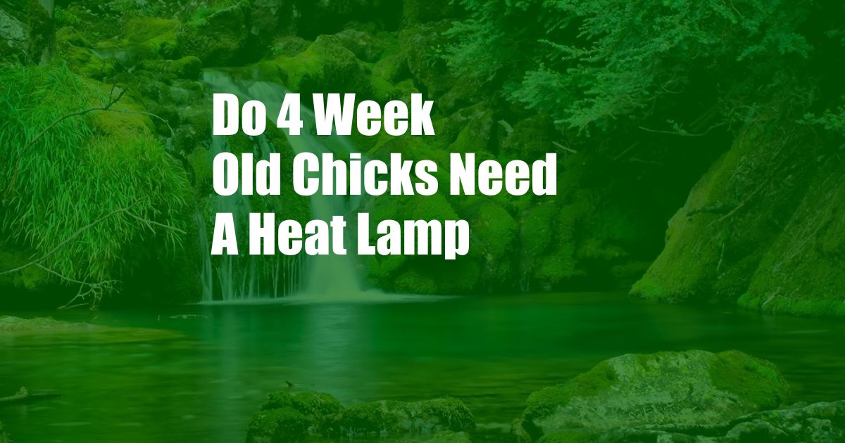 Do 4 Week Old Chicks Need A Heat Lamp