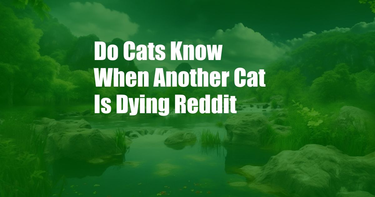Do Cats Know When Another Cat Is Dying Reddit