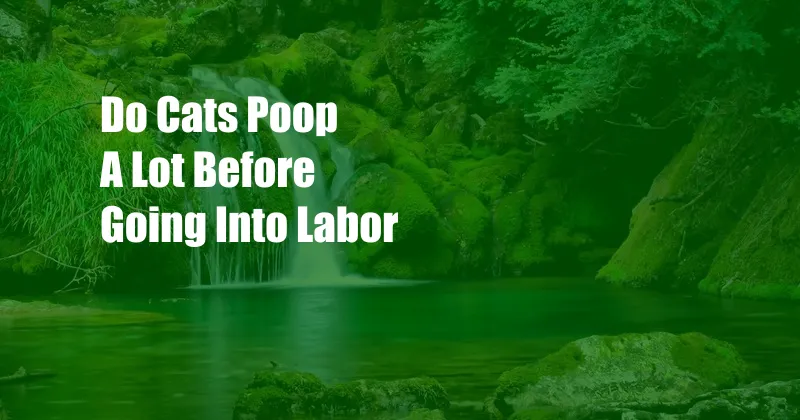 Do Cats Poop A Lot Before Going Into Labor