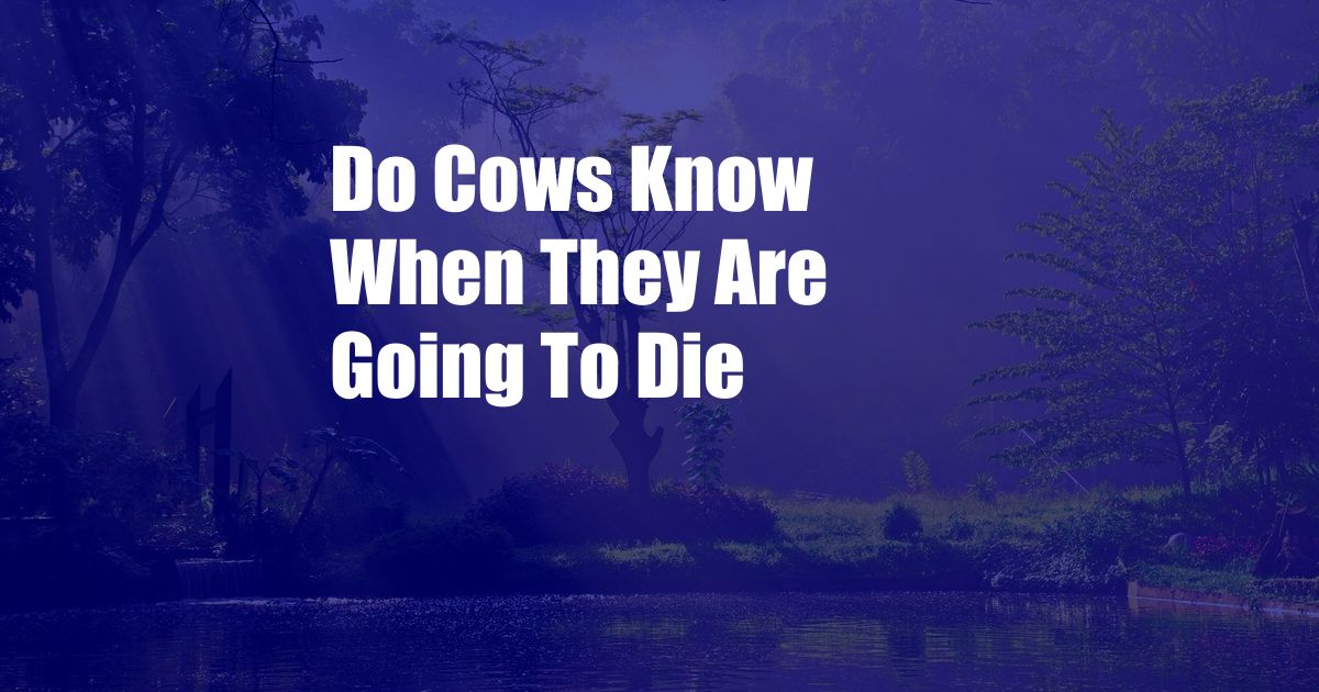 Do Cows Know When They Are Going To Die