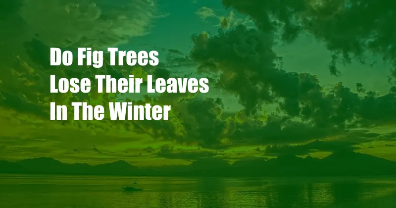 Do Fig Trees Lose Their Leaves In The Winter