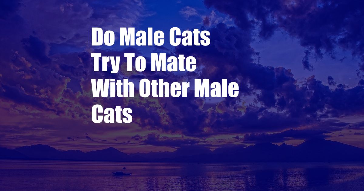 Do Male Cats Try To Mate With Other Male Cats