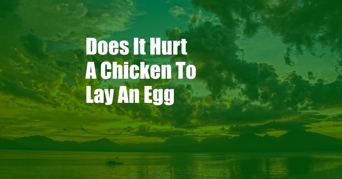 Does It Hurt A Chicken To Lay An Egg