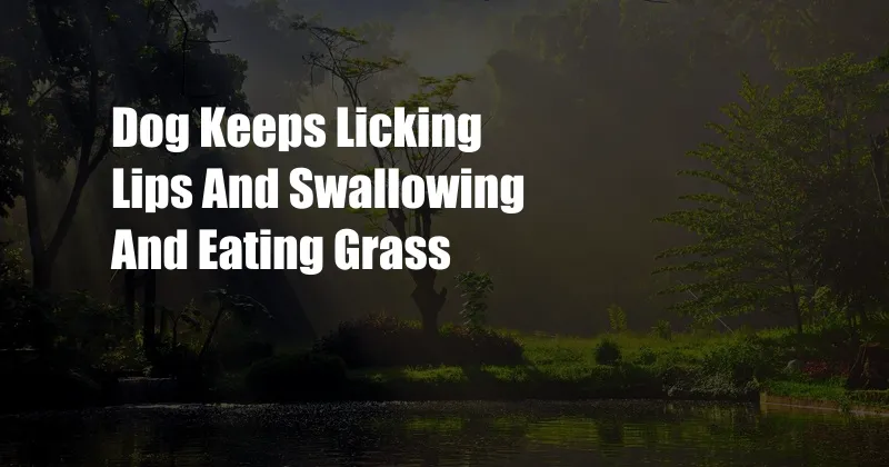 Dog Keeps Licking Lips And Swallowing And Eating Grass