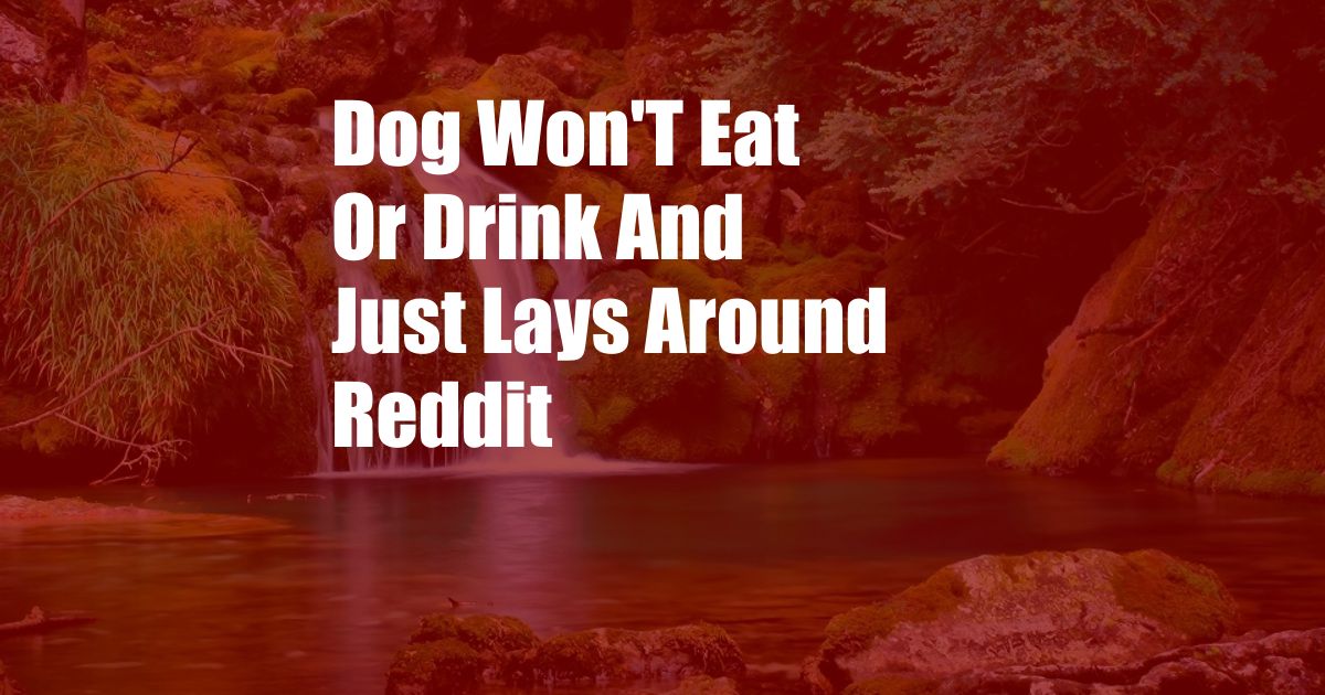 Dog Won'T Eat Or Drink And Just Lays Around Reddit