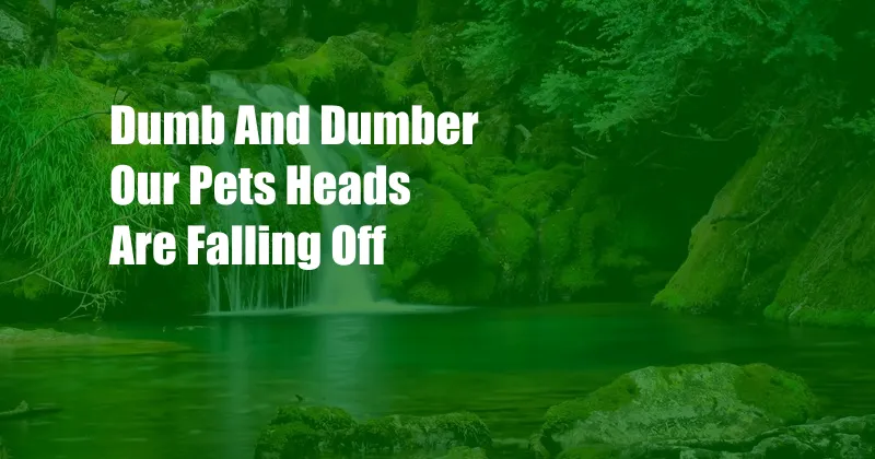 Dumb And Dumber Our Pets Heads Are Falling Off