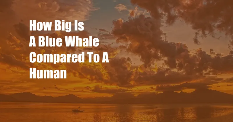 How Big Is A Blue Whale Compared To A Human