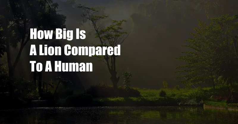 How Big Is A Lion Compared To A Human